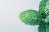 Fototapeta  - fresh green mint leaf with visible veins against a light background