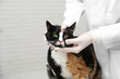 Veterinarian examining cute cat with corneal opacity indoors, closeup
