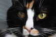 Cute cat with corneal opacity in eye, closeup
