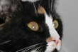 Cute cat with corneal opacity in eye on light grey background, closeup