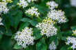 white Cornus walteri plant with green leaves in the forest