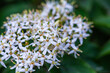 white Walter's dogwood flowers in summer