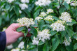 Cornus walteri, white flowers on a green background. Herbalist gathering flowers to make tincture