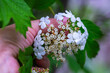 Hand of a herbalist picking flowers Viburnum opulus, guelder-rose or guelder rose in the spring during the flowering period. Medicinal plants