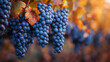 © Iaroslava - Ripe blue grapes hanging from the vine, surrounded by yellowing leaves.
