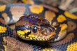 Close up of wild snake head python with scales in nature on yellow background.