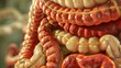 Precision-labeled intestine, featuring duodenum to ileum in high-res, perfect for textbooks