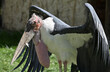marabou stork large wading bird