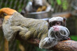 Emperor tamarin monkey