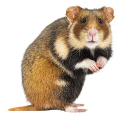 Wall Mural - European hamster On its hind legs looking at the camera, Cricetus cricetus, isolated on white