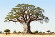 A large baobab tree stands alone in the middle of a desert