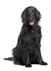 Sticker - Portrait of a friendly black flat-coated retriever sitting isolated on white