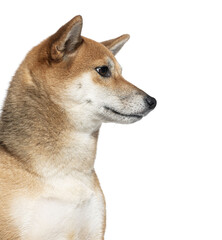 Wall Mural - Close-up side view of a shiba inu with a keen expression Cut out