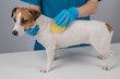 Groomer combs Jack Russell Terrier dog with silicone brush. 