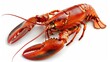 © pvl0707 - Majestic Lobster Unveiled