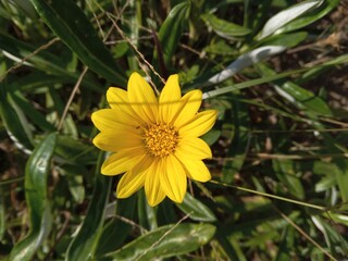 Canvas Print - a single yellow flower in the middle of a field of green leaves