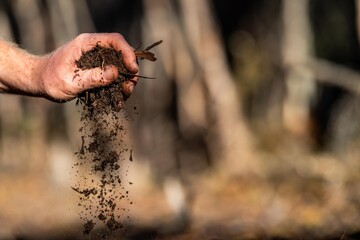 regenerative organic farmer, taking soil samples and looking at plant growth in a farm. practicing sustainable agriculture. in australia