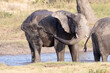 African Elephant (Loxodonta africana) taking a mud bath at a waterhole, Kruger National Park, South Africa