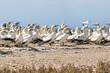 Cape Gannets (Morus capensis) at he breeding colony on Bird Island, Lamberts Bay, West Coast, South Africa, Globally endangered.
