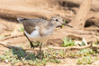 Common Sandpiper (Actitis hypoleucos) foraging on mudflats near a waterhole, Limpopo, South Africa
