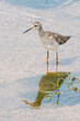Wood Sandpiper (Tringa glareola) wading in the Luvuvhu River, Limpopo, South Africa