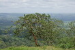 Blick in die Ebene bei La Fortuna in Costa Rica mit tropischem Baum