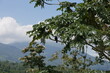 Tukan in einem tropischen Baum bei La Fortuna in Costa Rica