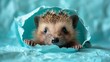   A hedgehog emerges from a hole in a blue paper backdrop, its head peeking out against the matching blue background