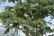 Tukan in einem tropischen Baum bei La Fortuna in Costa Rica