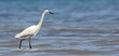 Great white egret in sea, Ardea alba, birds of Montenegro