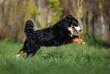 happy bernese mountain dog running outdoors on grass in summer