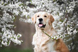 golden retriever dog portrait in blooming cherry plum trees in spring