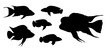 Silhouette of cichlids from the Tanganyika lake. Drawing with aquarium fish.	