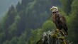An eagle is perched on a rock in front of a green blurred background.

