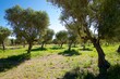 Olive tree forest in Spain