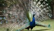 A Peacock With Its Feathers Spread Wide In A Threa Upscaled 5