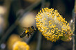 Bee on the willow catkins