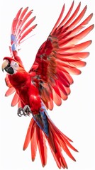 Wall Mural - A red parrot with a long tail flying in the air, AI