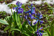 Beautiful hyacinth flowering in snow in spring field