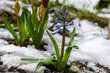 Beautiful hyacinth flowering in snow in spring field