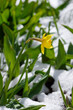 An early-flowering plant in the snow. Yellow daffodils in the snow