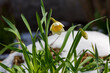 An early-flowering plant in the snow. Yellow daffodils in the snow