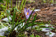  Spring purple crocus in the snow in early spring
