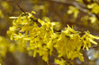 Forsythia flowers, Golden Bell, Border Forsythia (Forsythia x intermedia, europaea) blooming in spring garden bush