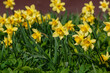 Bright yelloww narcissus flowers. Flower bed with drift yellow. Narcissus flower also known as daffodil, daffadowndilly, narcissus, and jonquil in springtime. Bulbous plants in the garden.