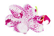 petal of pink phalaenopsis orchid flower isolated on white background