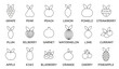 © Alex Darts - Vector set of fruit icons. A set of fruits. Contains ordinary fruits.