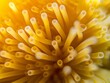 Close-up view of a yellow sea anemone's tentacles, showcasing the beauty and detail of marine life.