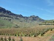 Aleovera Plantage auf Gran Canaria