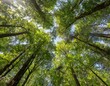 Baumkronen vom Boden aus fotografiert im dichten Wald bei Sonnenschein 